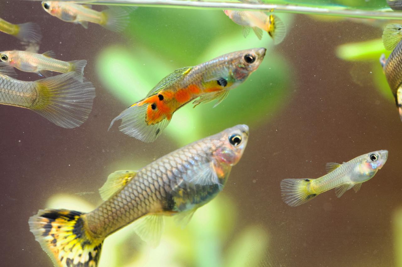 Pregnant Guppy With A Side Of Fry: Caring For The Mom-To-Be | Lovetoknow  Pets