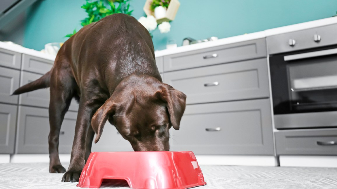 Is Coconut Oil Good or Bad for Dogs? The Surprising Truth Is Coconut Oil Good Or Bad For Dogs? The Surprising Truth