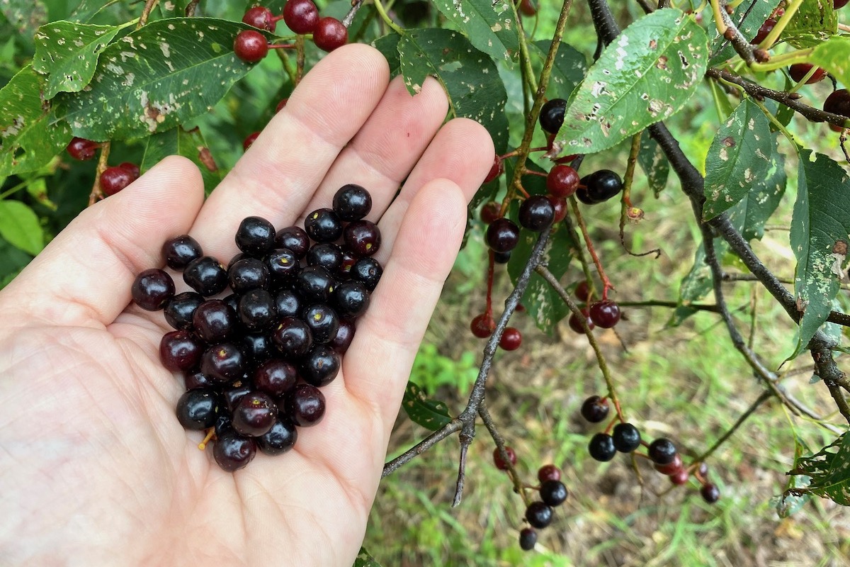 Foraging Wild Black Cherry (Prunus Serotina)
