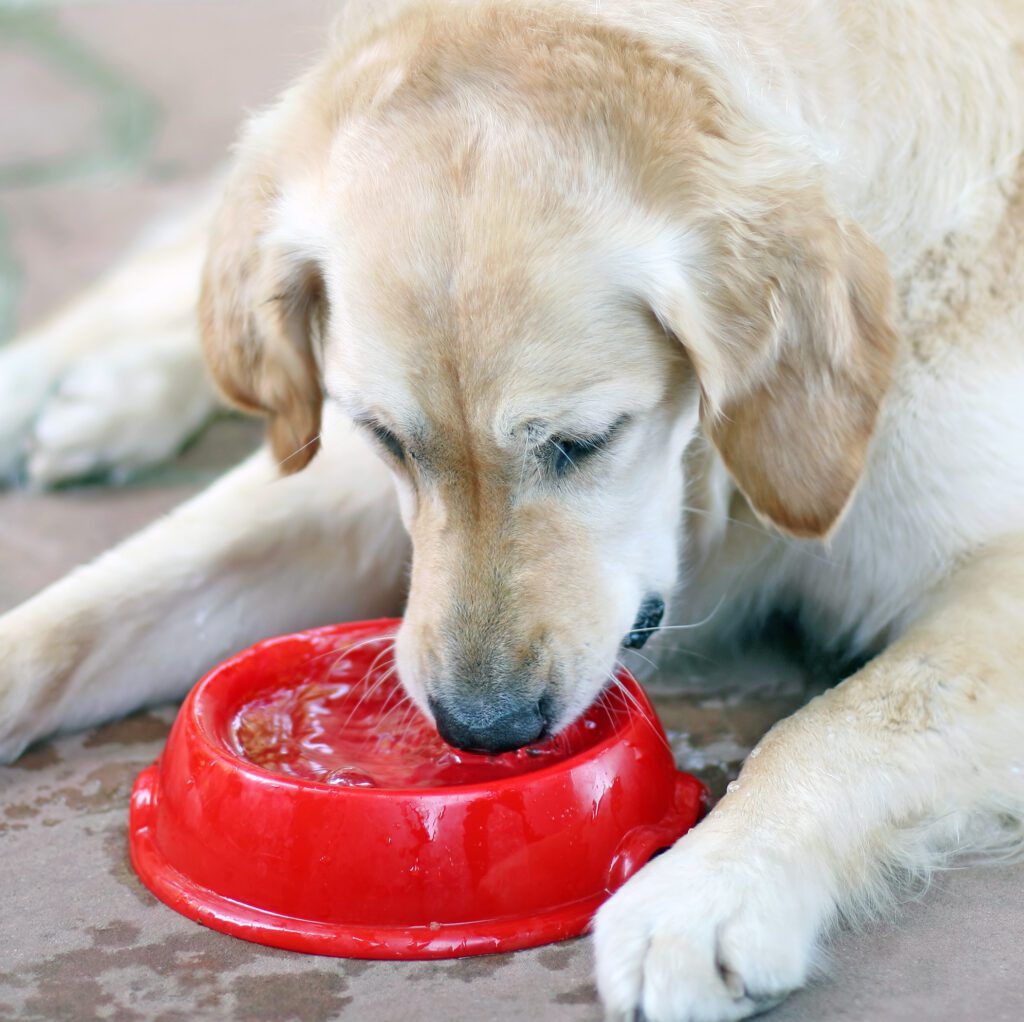 Dog Coughs After Drinking Water - Whole Dog Journal