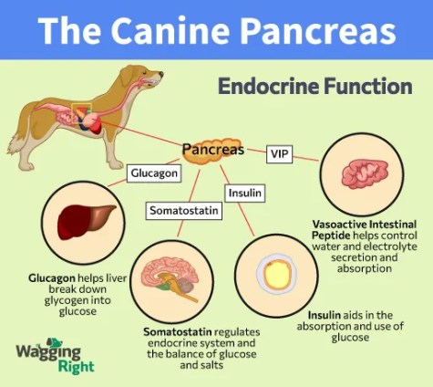 How To Feed A Dog With Pancreatitis Naturally - Wagging Right