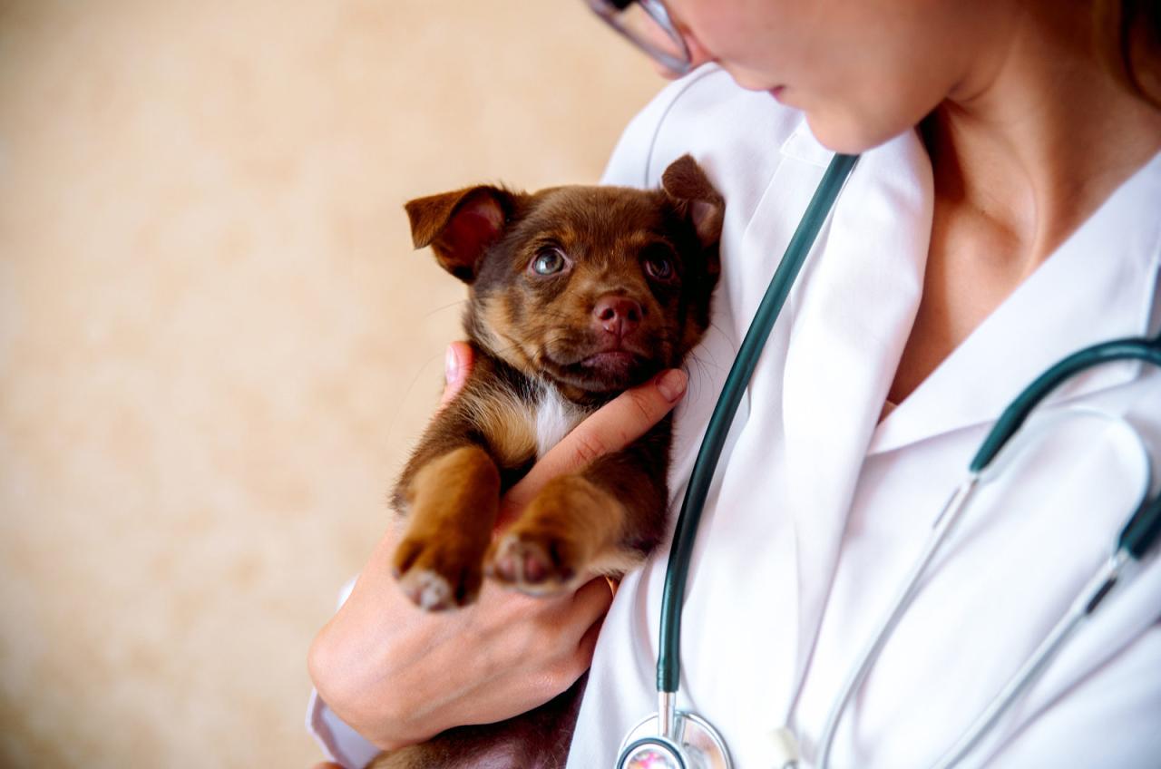 Cephalexin For Dogs: Usage And Side Effects | Singlecare