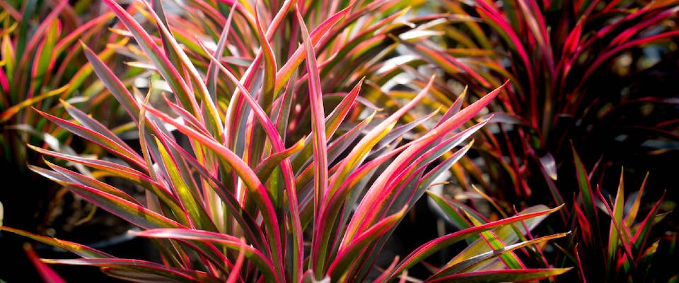Is Cordyline Toxic To Dogs? | Trustedhousesitters.Com
