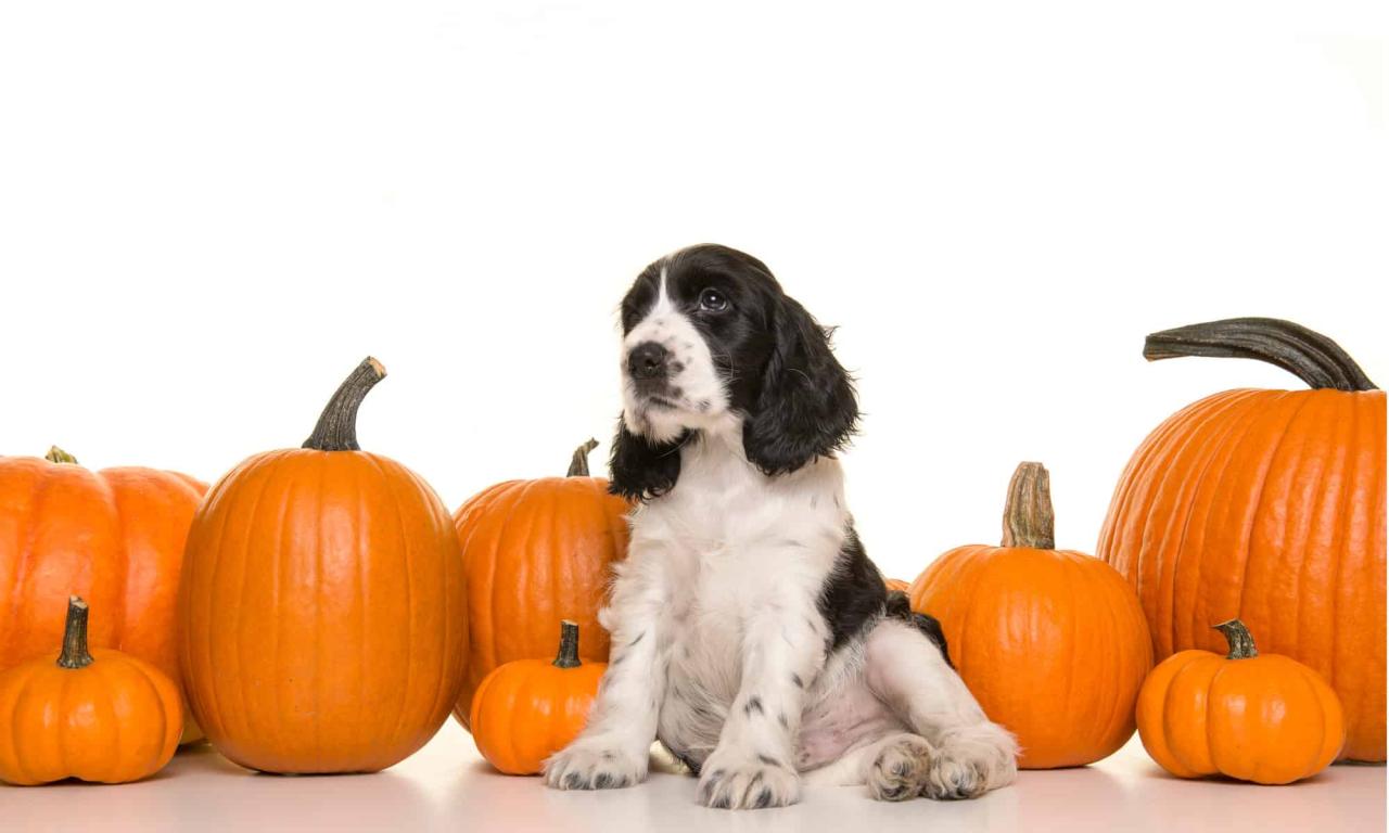 Feeding Your Dog Pumpkin: Diarrhea, Risks, Dosage, And More - Az Animals