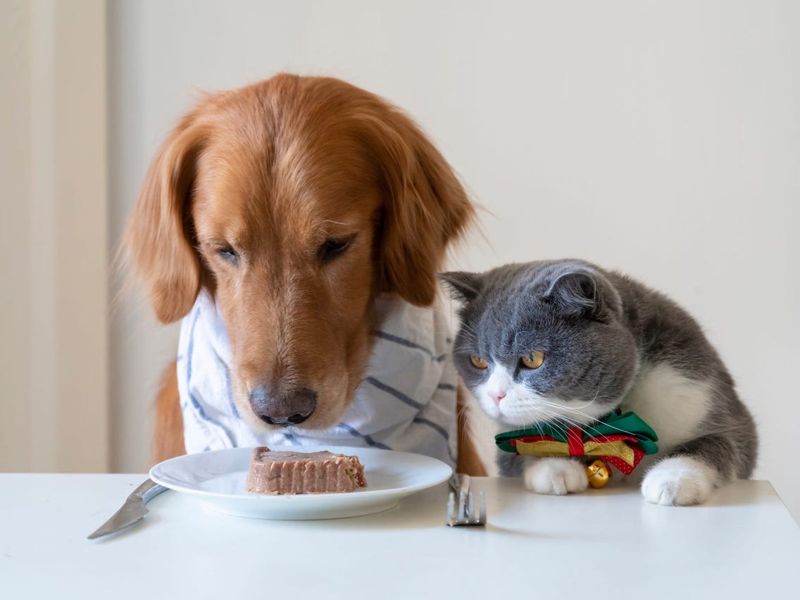 Can Dogs Eat Cat Food: Why It'S Best To Stick With Dog Chow