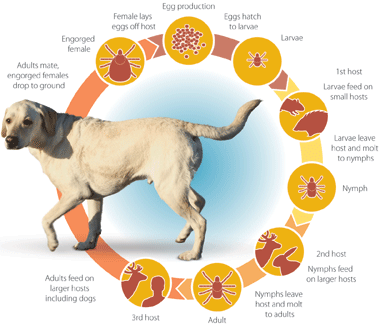 Canine Lyme Disease-Symptoms And Prevention