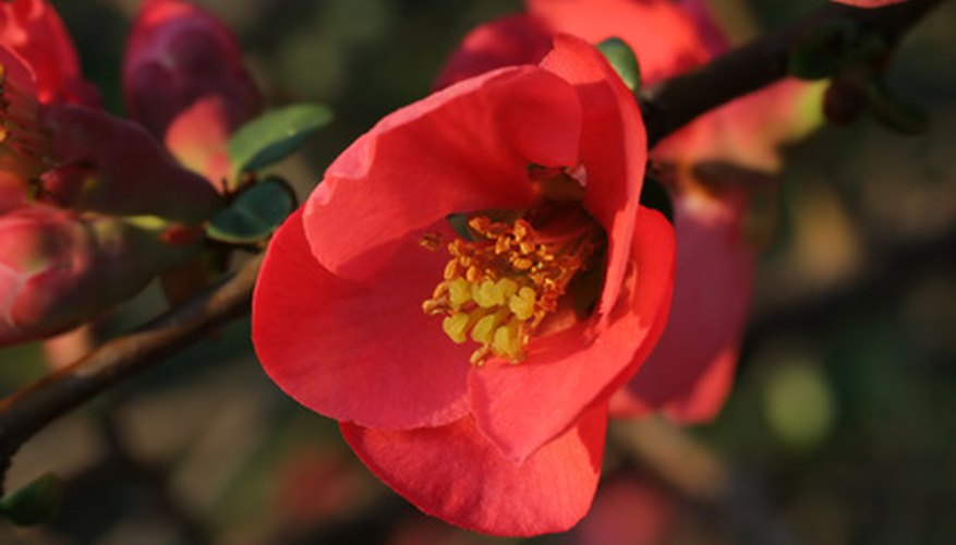 Is A Flowering Quince Bush Fruit Safe For Dogs? | Ehow Uk