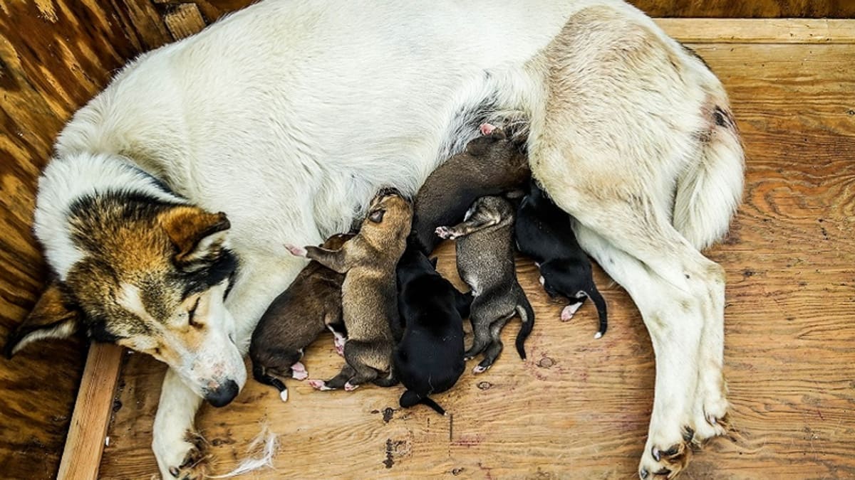 Ask A Vet: How To Help Mother Dog Produce More Milk? - Dog Discoveries