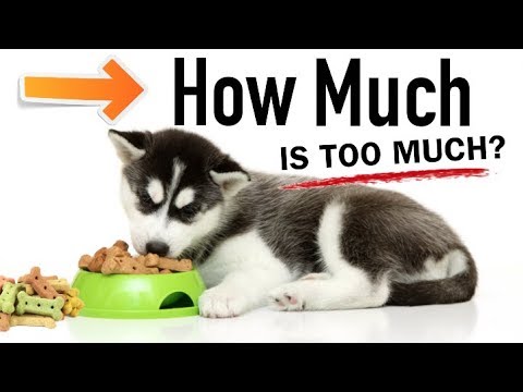 How Much Should You Feed Your Husky? - Youtube