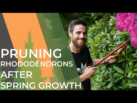 Watch This Before Pruning Your Rhododendrons | Don't Lose Flowers Watch This Before Pruning Your Rhododendrons | Don't Lose Flowers