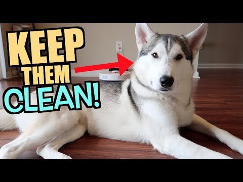 3 Secrets To Keeping Your Husky Fluffy, Clean And Soft! - Youtube