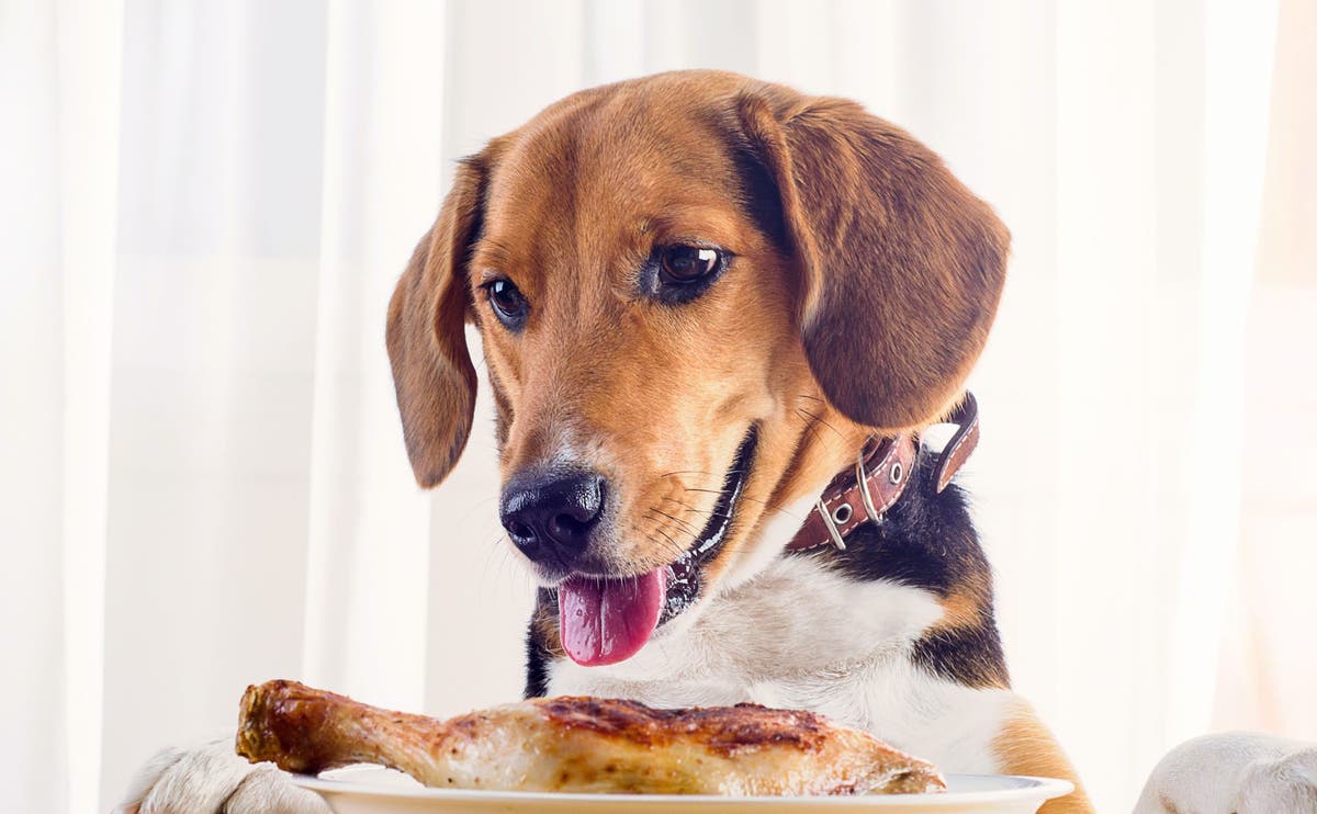 Can Dogs Live On Chicken Alone? - Petplace