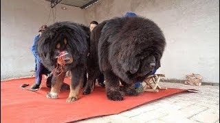 Tibetan Mastiff Absolutely Massive Tibetan - YouTube Tibetan Mastiff Absolutely Massive Tibetan - Youtube