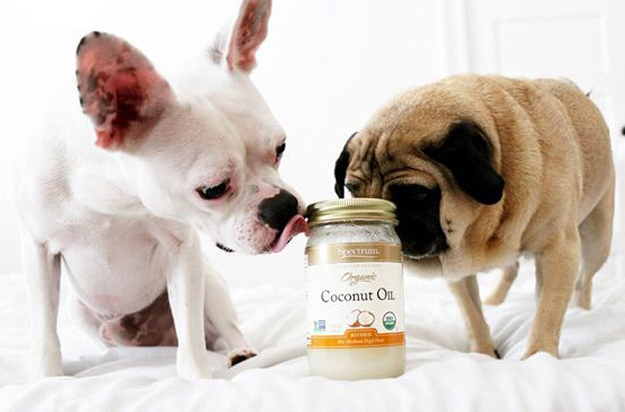 7 Surprising Ways Coconut Oil Benefits Your Dog – Pettsie