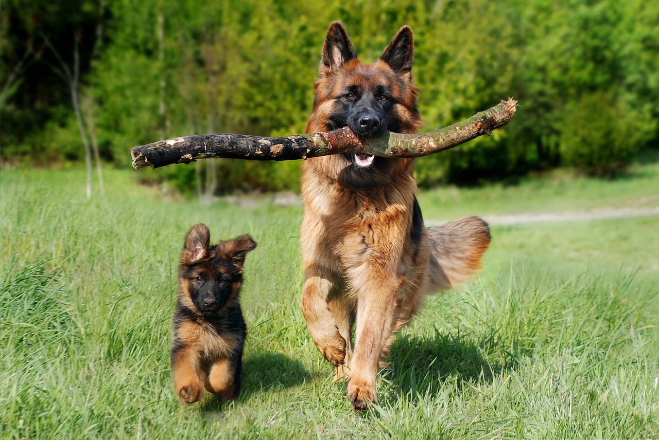 When Do German Shepherds Stop Growing? - German Shepherd Dog Hq