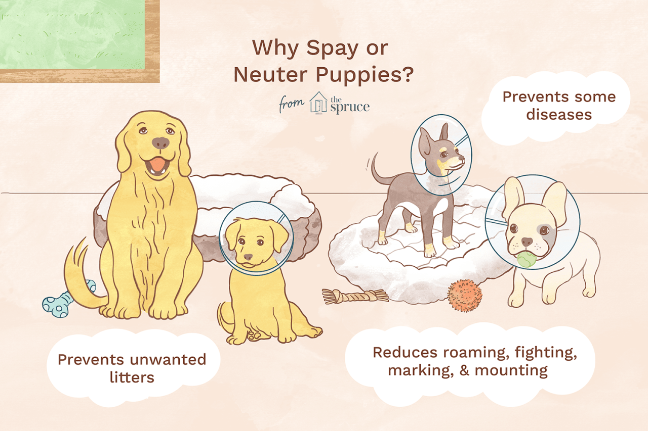 When To Spay Or Neuter A Puppy