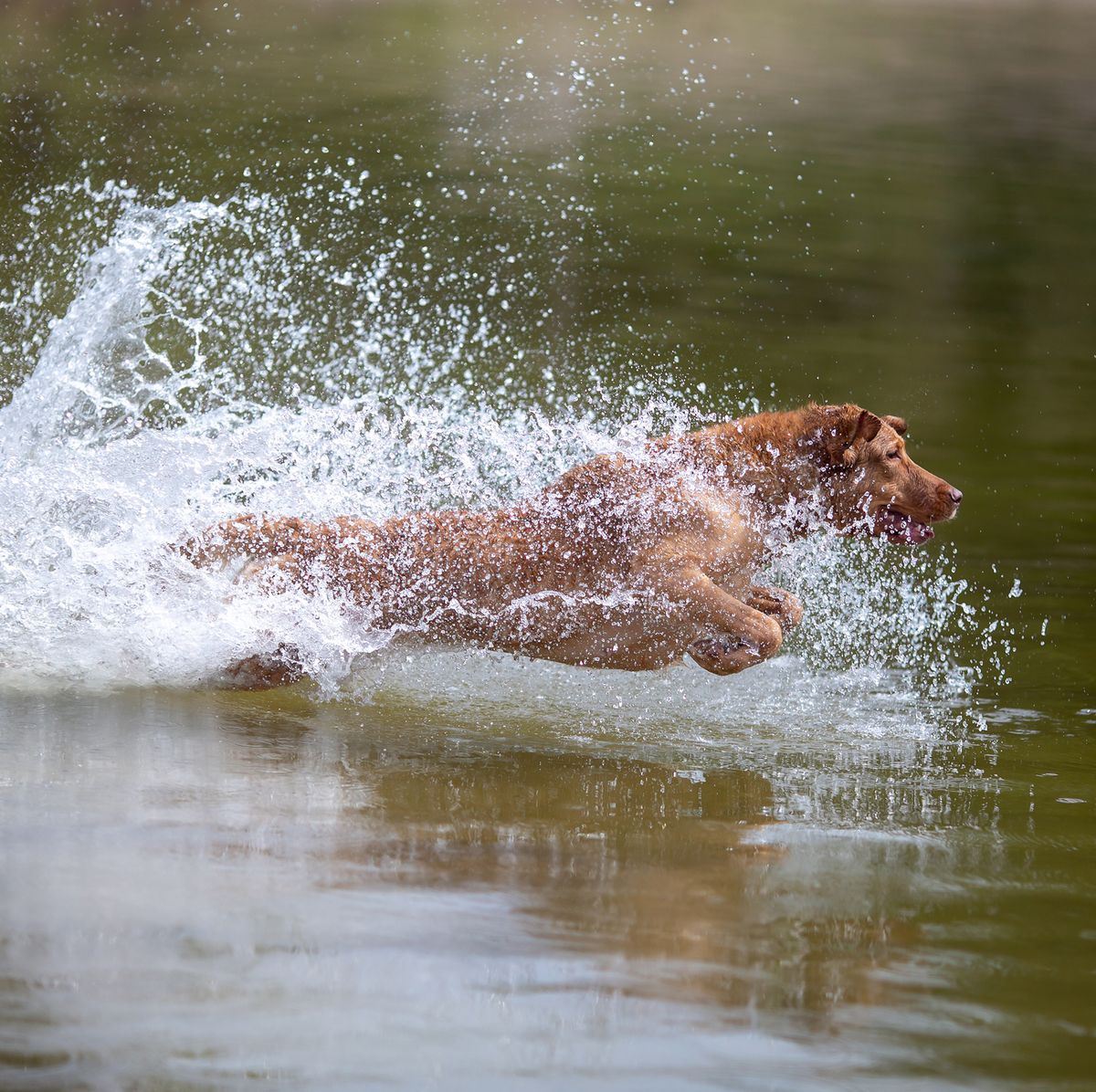 7 Water Dogs — Dogs That Like Water And Swimmng