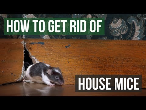 How to Get Rid of House Mice (4 Easy Steps)