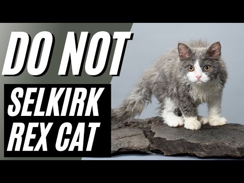 7 Reasons You SHOULD NOT Get A Selkirk Rex Cat