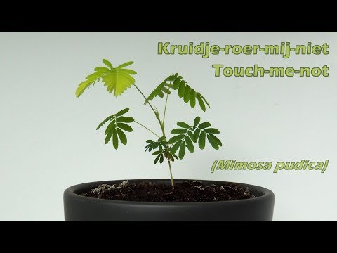 Kruidje-roer-me-niet - touch-me-not - Mimosa pudica - moving plant - sensitive plant