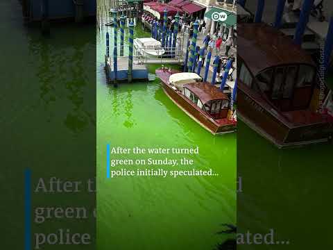 Why Venice's Grand Canal turned fluorescent green all of a sudden | DW News
