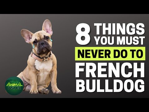 8 Things You Must Never Do to Your French Bulldog